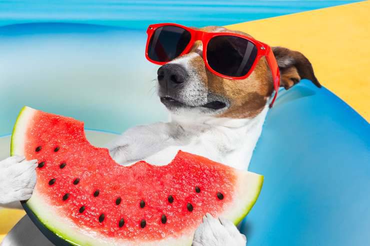 Ecco qual è la dieta migliore in estate per i cani