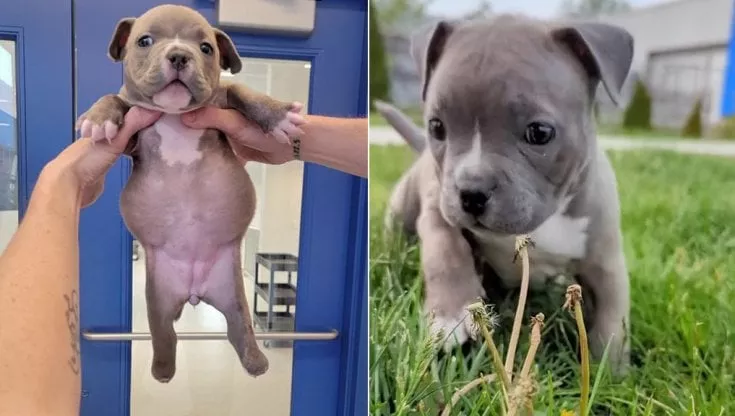 Ophelia un cucciolo di Pit Bull abbandonato per una piccola disabilità, l’allevatore lo giudica inutile, poi la svolta