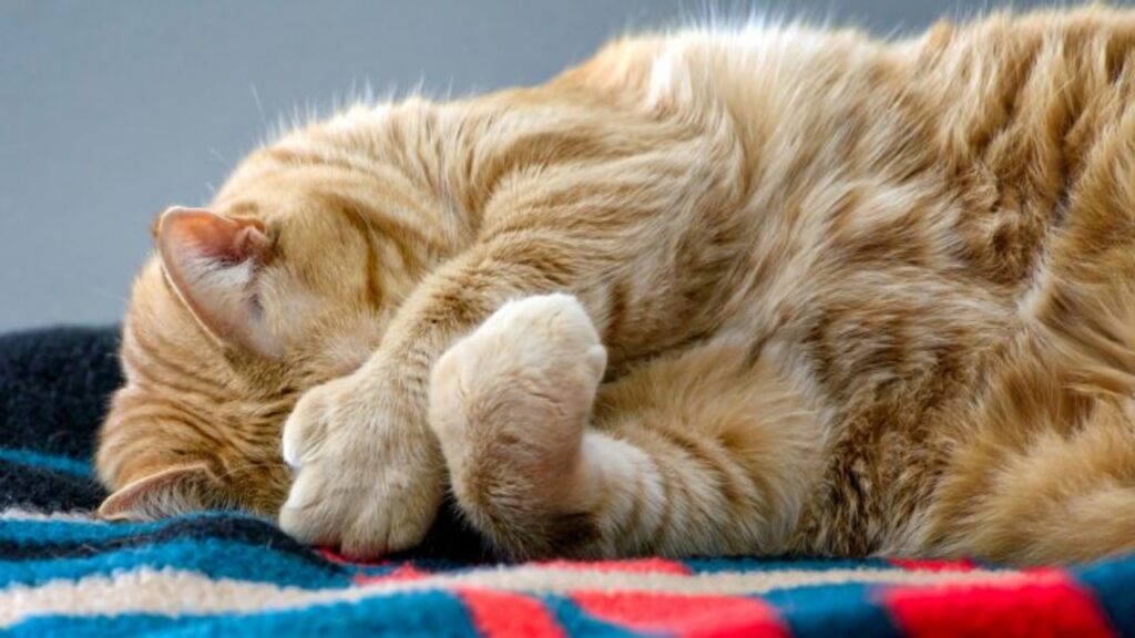 La tendenza dei gatti a coprire il viso durante il sonno: un antico istinto felino