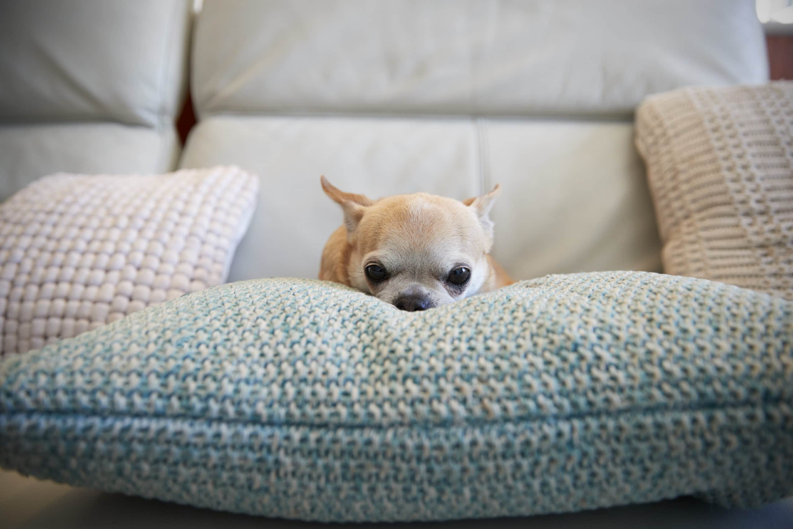Quattro segnali chiave che indicano che il tuo cane non sta bene e come rispondere prontamente