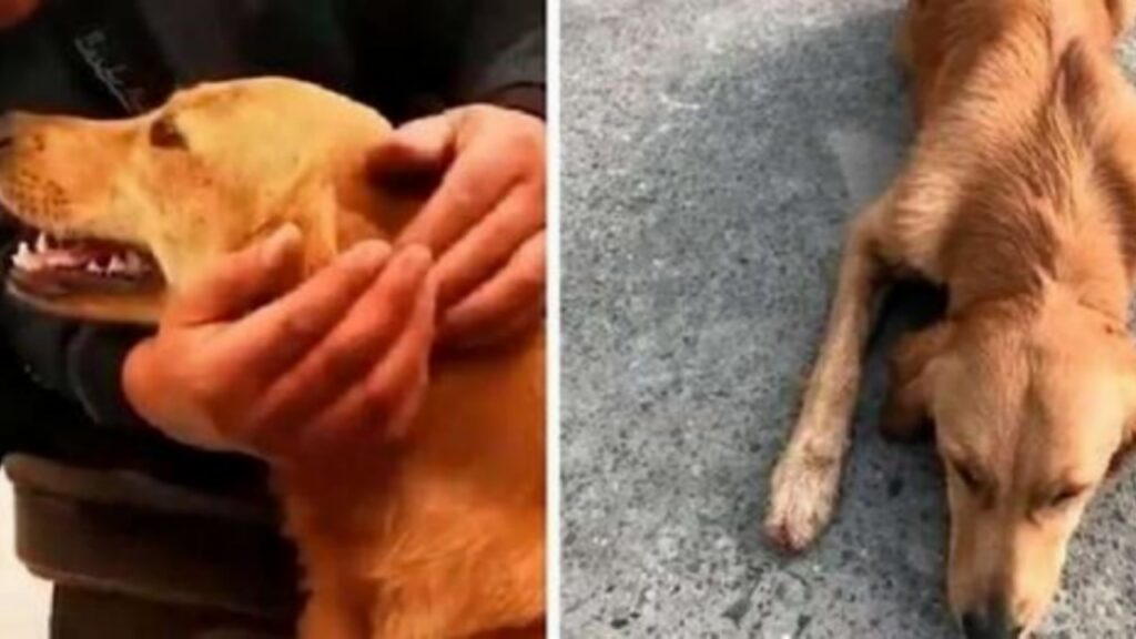 Il Golden Retriever che ha percorso 100 km per tornare a casa: l’amore incondizionato dei cani per i loro proprietari