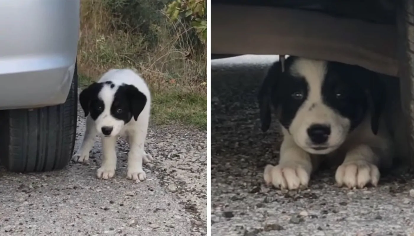 Un cucciolo randagio rincorre senza motivo un’auto, aveva capito che in quella macchina c’era la sua futura famiglia