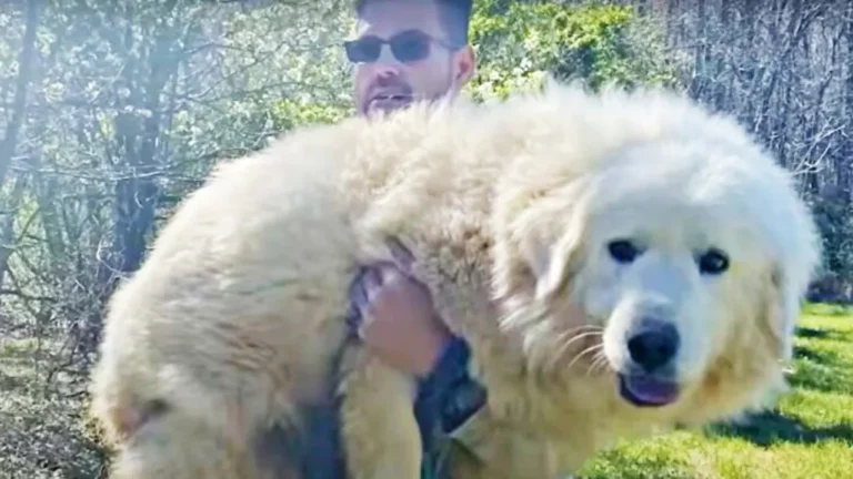 La cagnolona Jolene viene abbandonata nel bosco