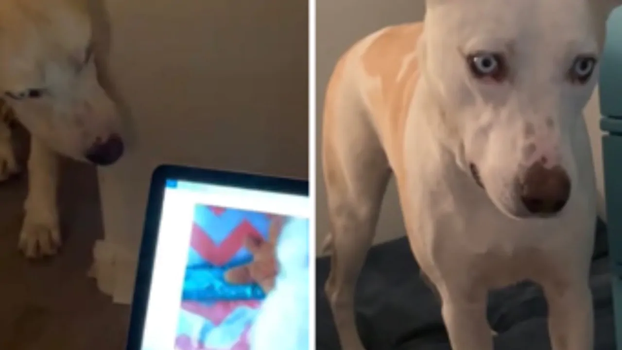La sua sorellina Clover è morta, il cagnolino Yuri la rivede in un video e si commuove