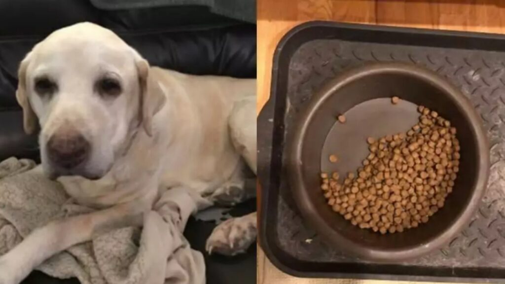 Labrador Retriever lascia sempre del cibo nella ciotola, il padrone si commuove quando comprende il motivo