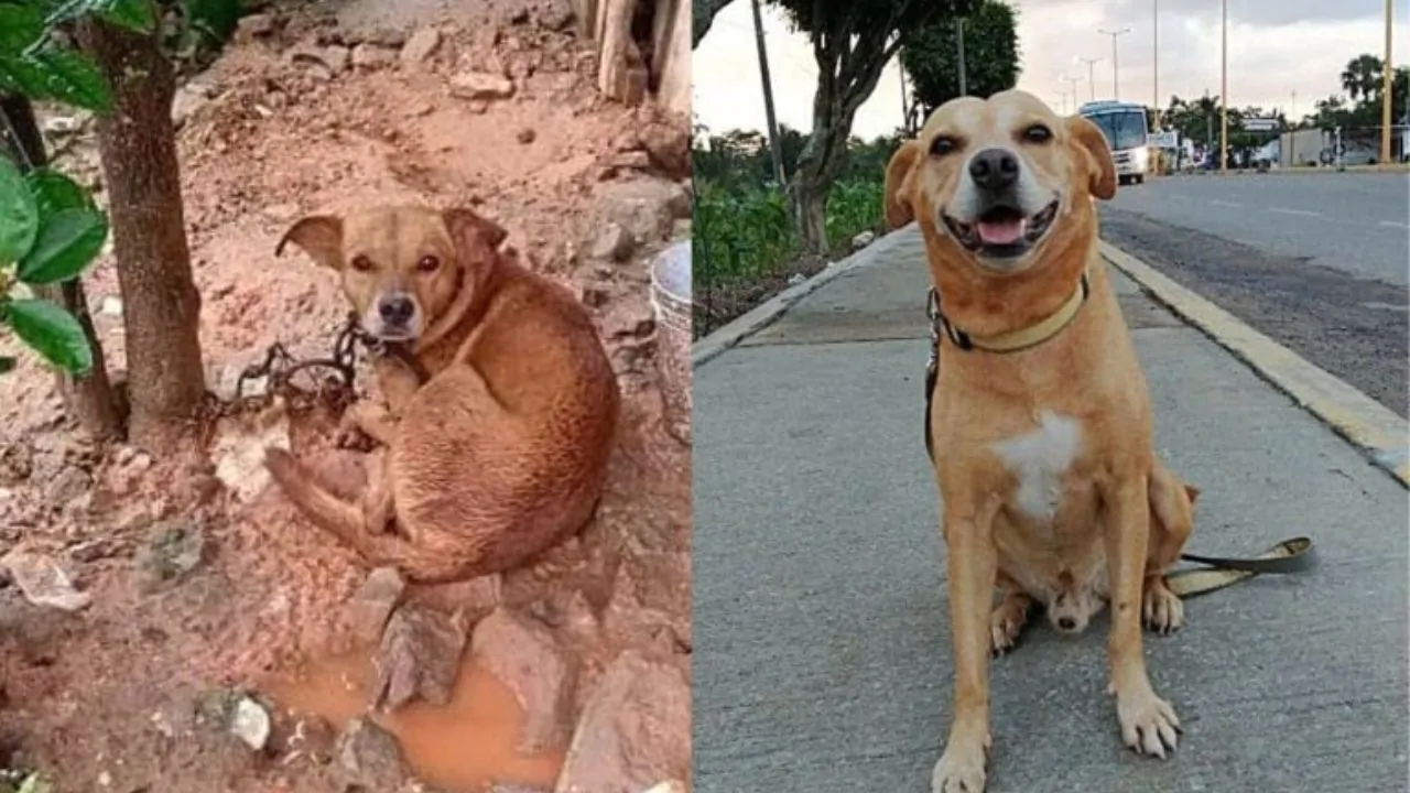 Preso da un canile ma era tenuto negli stenti, senza acqua né cibo, ora è il cane più amato al mondo