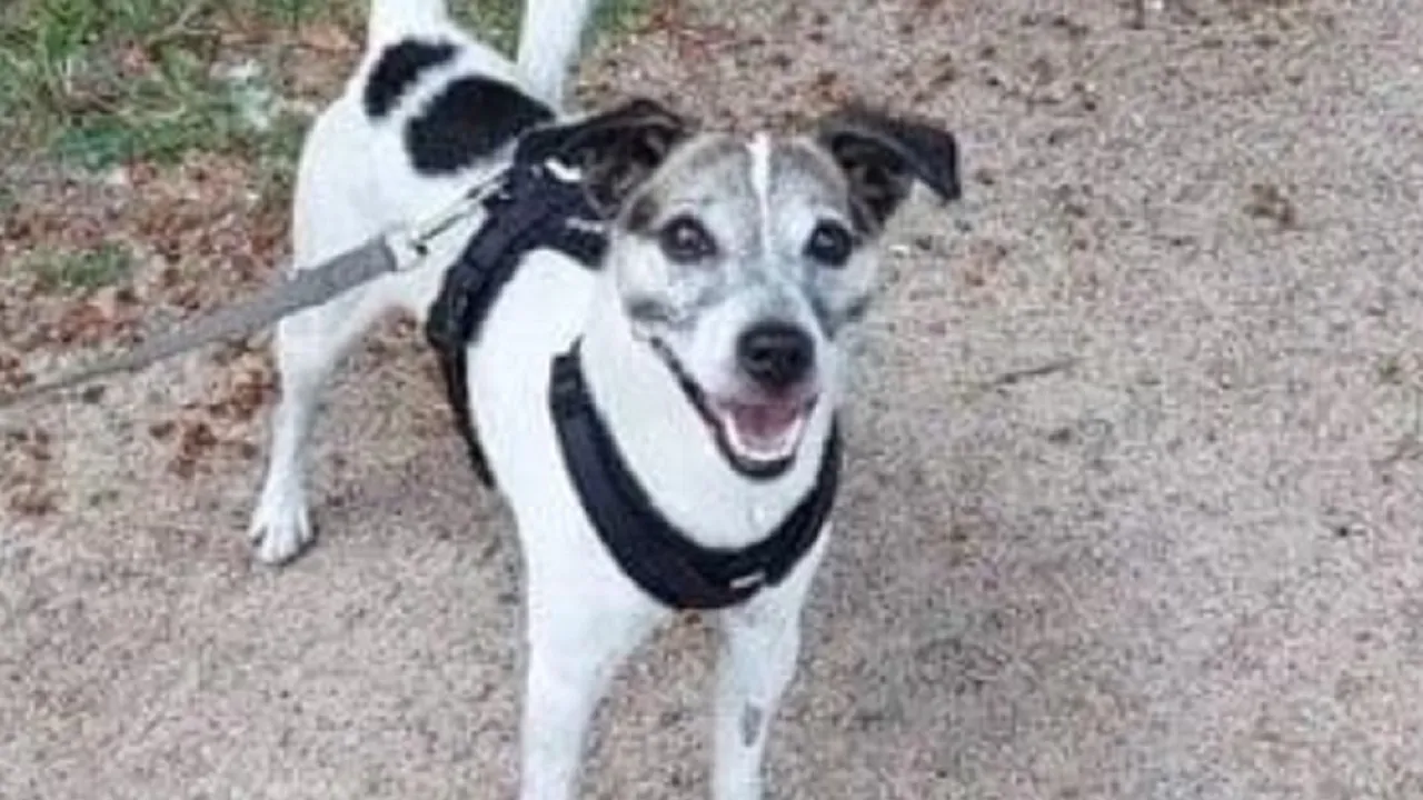 11 anni insieme, poi la nuova fidanzata non ama i cani e Barney viene abbandonato