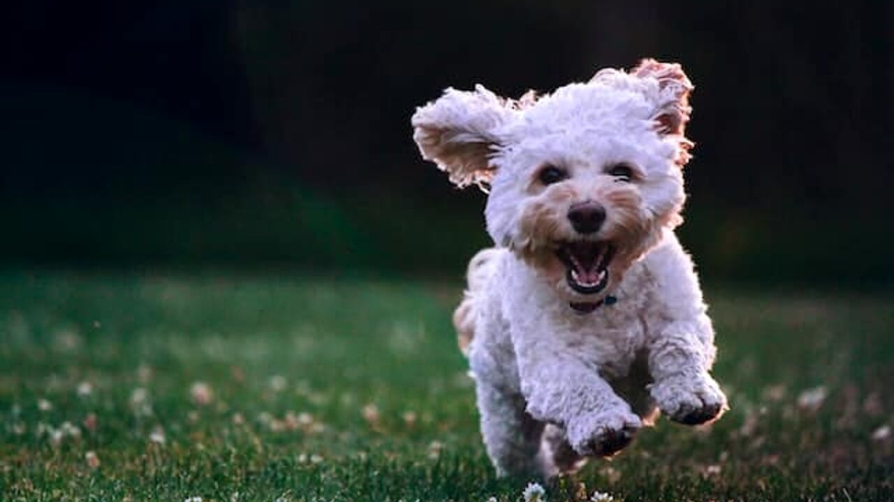 Come capire se il tuo cane è felice: segnali da osservare e comprendere