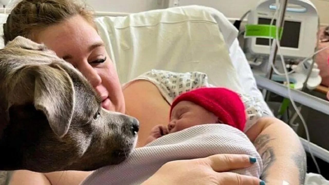 Amee è una donna con autismo e soffre da anni di ansia, in sala parto decide che a darle conforto ci deve pensare il suo cagnolone Belle