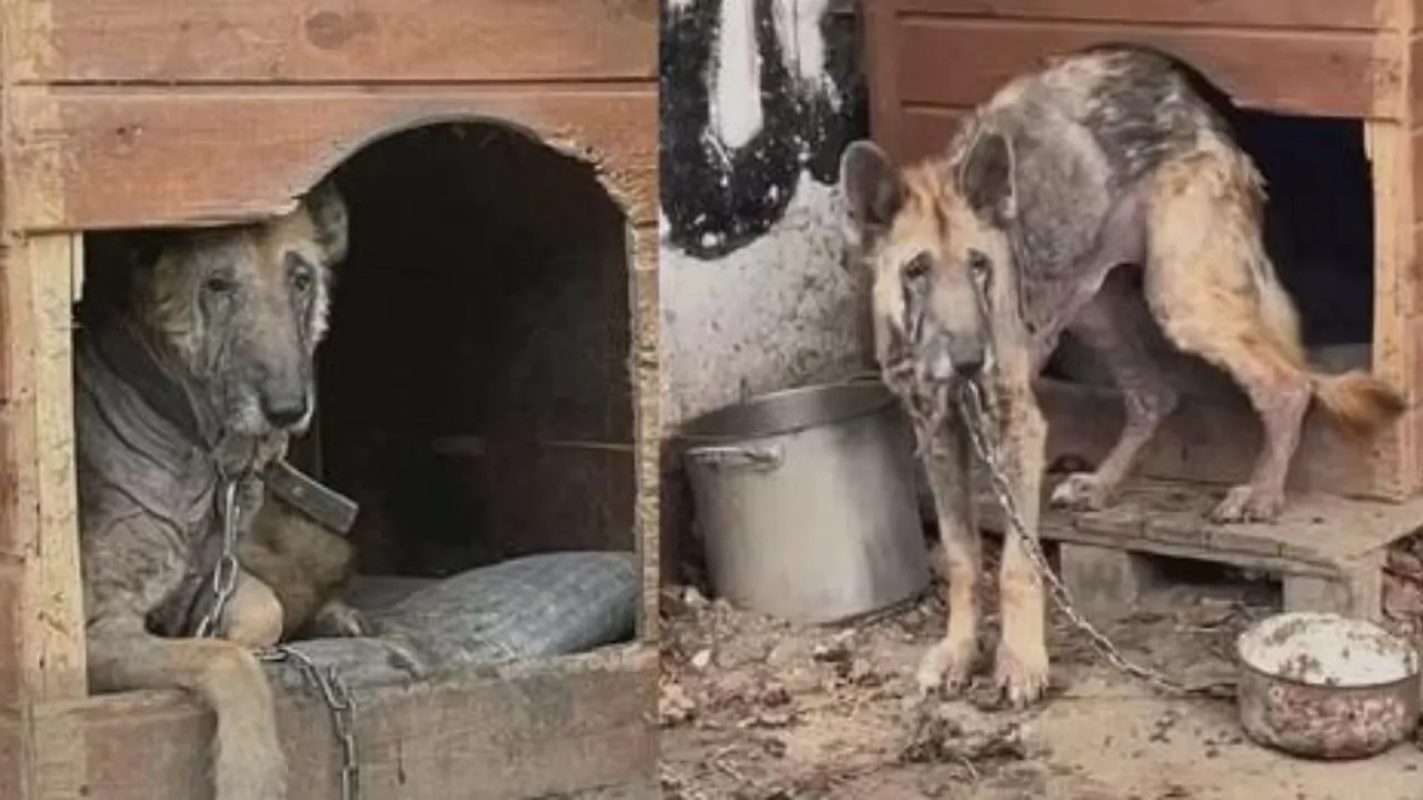La storia di un cagnolone incatenato che per anni ha vissuto in una cuccia sporchissima, poi il lento cambiamento