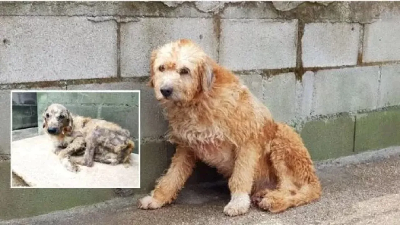 Truco il cane che viveva per strada, malato e ignorato da tutti, non c’era nessuno che voleva occuparsi di lui