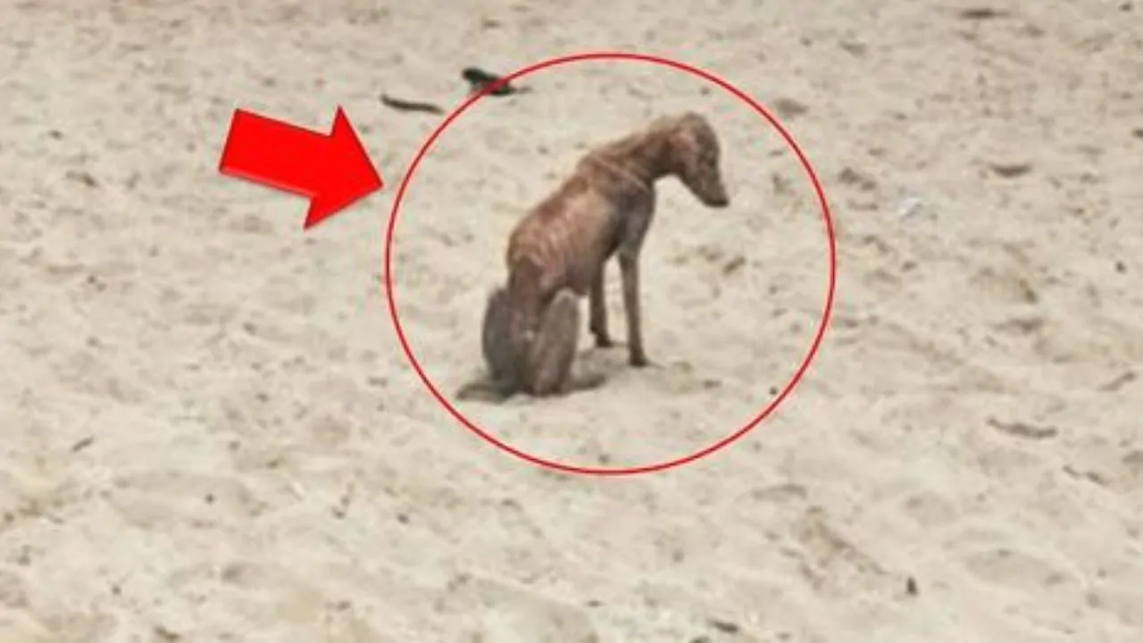 Saori era pelle e ossa  e stava morendo di fame davanti a tanta gente che cenava, nessuno aveva intenzione di aiutarlo