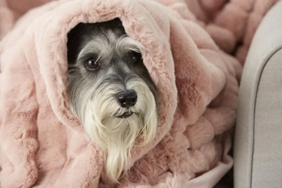 Il mistero del perché i cani hanno paura del vento