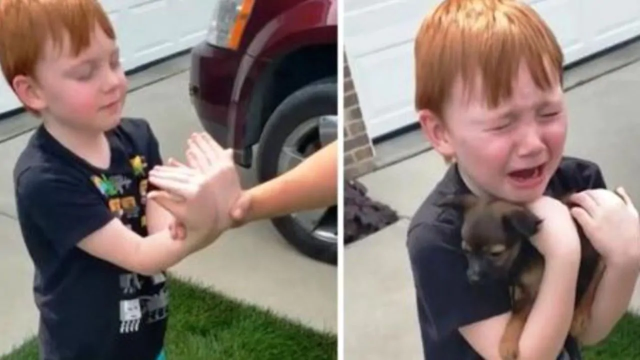 Bambino ha un sogno avere un cucciolo, risparmiava i soldi per comprarlo, poi  la nonna li chiede di chiudere gli occhi e il suo sogno s’avvera