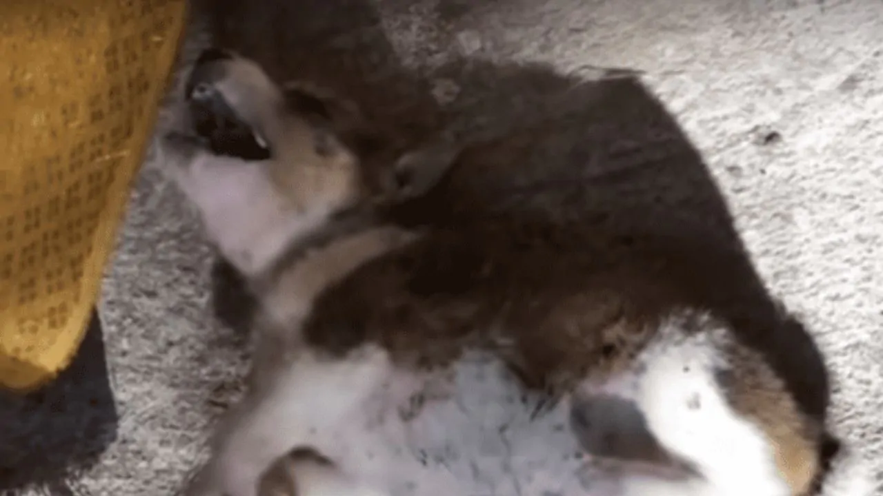Cucciolo disperato per la troppa fame viene per la prima volta coccolato, dal quel momento tutto cambia