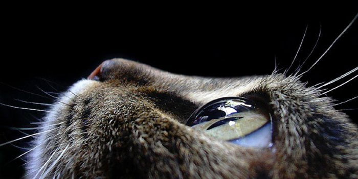 Il mistero dei brillanti occhi dei gatti al buio: una spiegazione scientifica