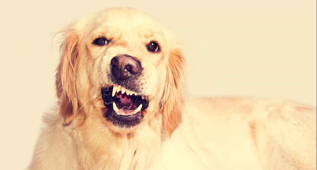 I motivi per i quali i cani abbaiano alle persone che non conoscono
