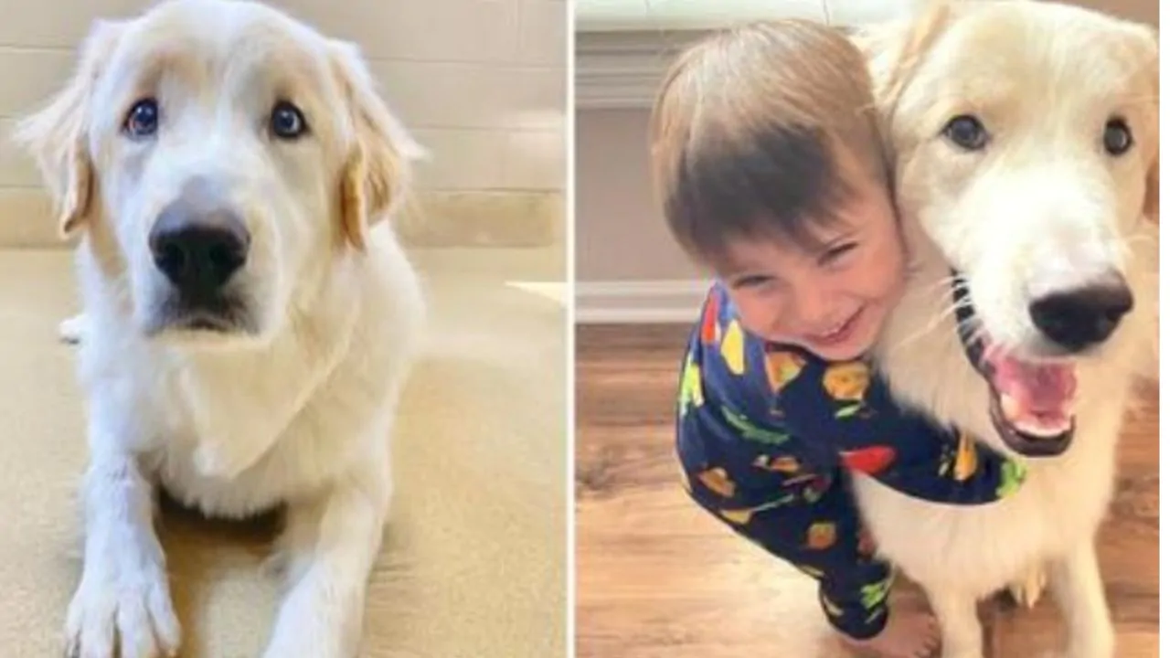Dopo ben quattordici adozioni andate male, il cagnolone pare abbia finalmente trovato la felicità
