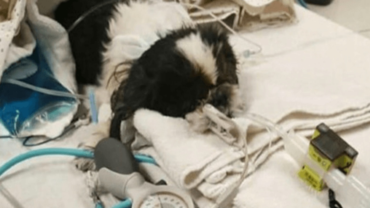 Veterinario commette un fatale errore, un cane ha un’infezione all’orecchio, ma gli fa accidentalmente l’eutanasia