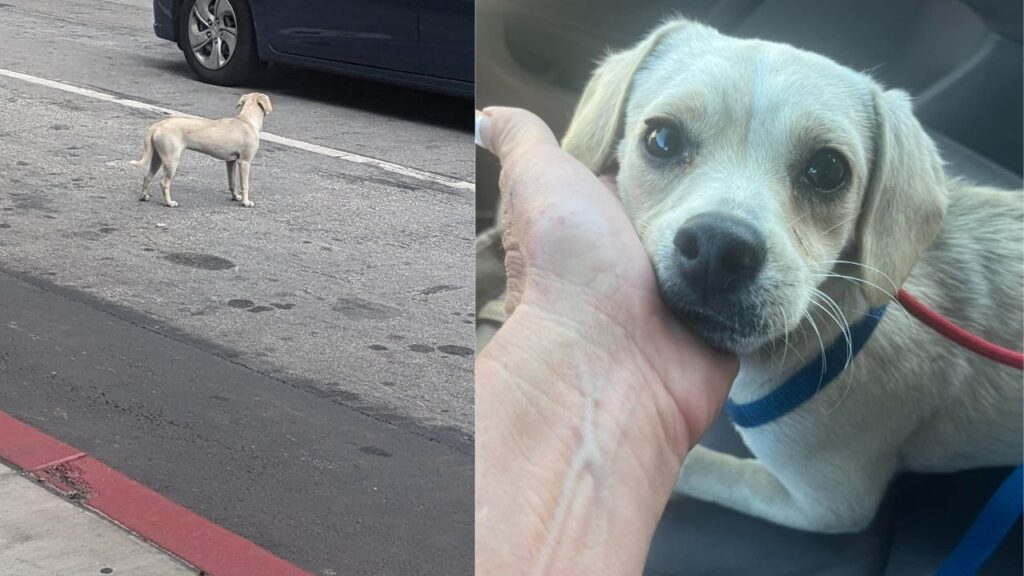 Cagnolino corre disperatamente dietro un’ambulanza dove c’era a bordo il padrone, poi si ferma all’entrata dell’ospedale e lo aspetta per 10 giorni