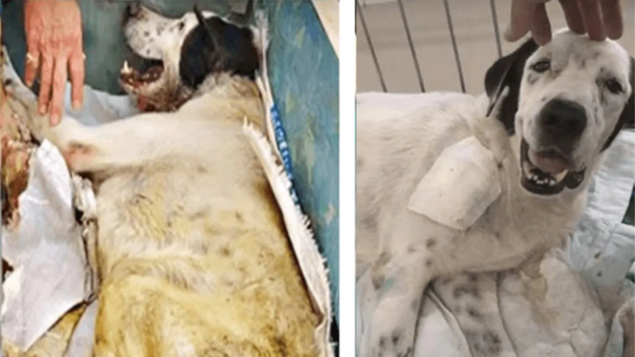 Cane sul letto di morte, fa un ultimo gesto alza la testa e sorride alla persona che lo ha amato nonostante il lancinante dolore