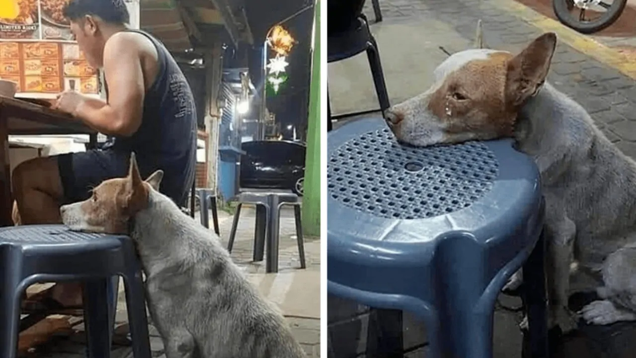 Un cane randagio ogni giorno poggia la sua testa a uno sgabello di un ristorante sperando che qualcuno lo nutra