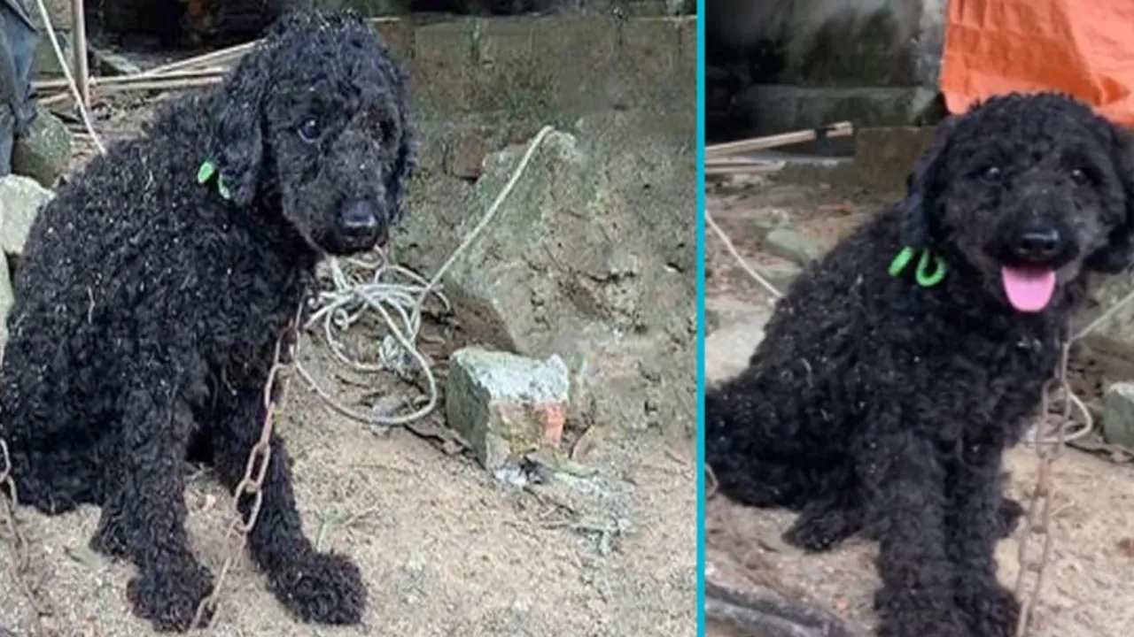 Dopo una vita di sofferenze in catene, un cane viene salvato da una donna compassionevole e inizia una nuova vita all’insegna dell’affetto e della cura