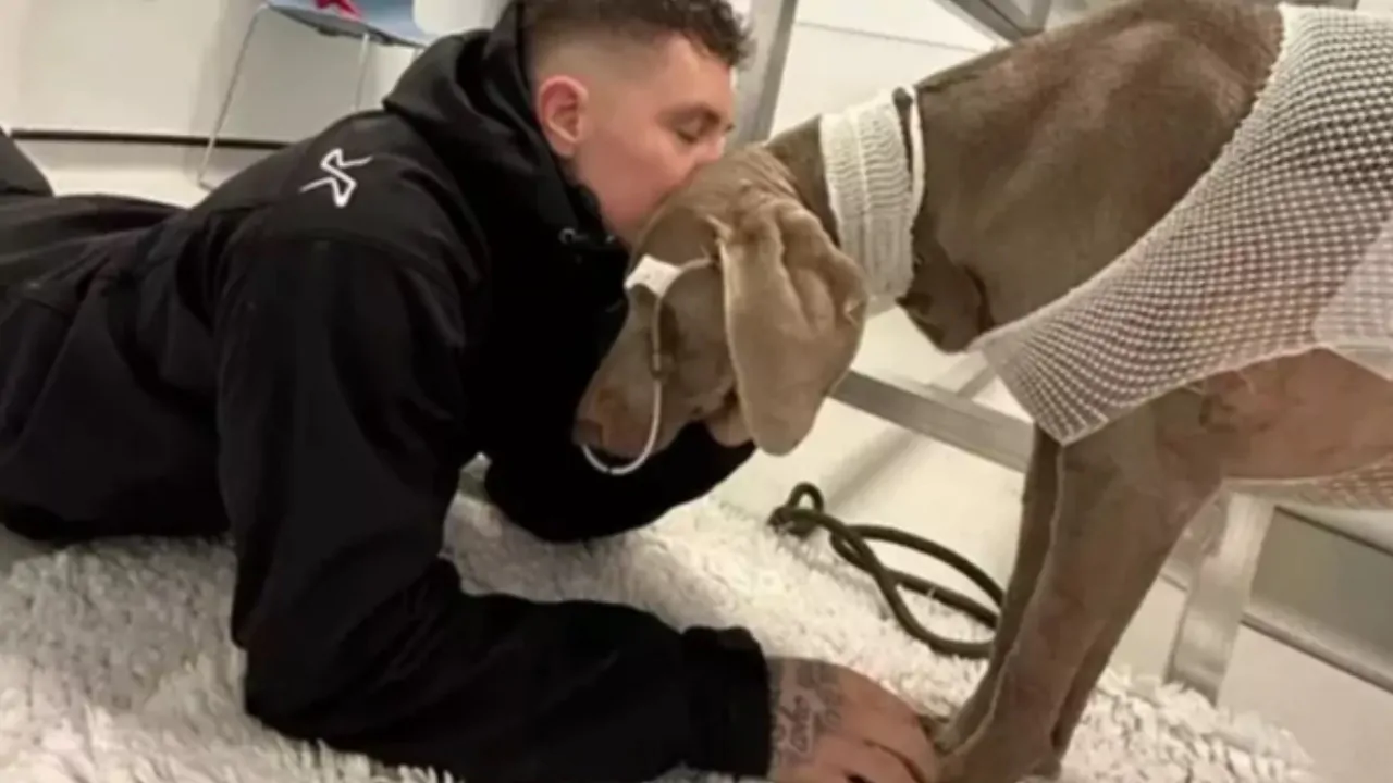 Il costo delle cure per il suo cane è elevatissimo, il giovane proprietario, pur di salvare il suo cane, decide di vendere la casa