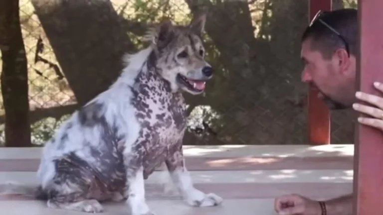 Dopo mesi di attesa in un rifugio, un cane anziano viene scelto e lascia il box per sempre, iniziando una nuova vita fatta di casa, presenza e sicurezza.