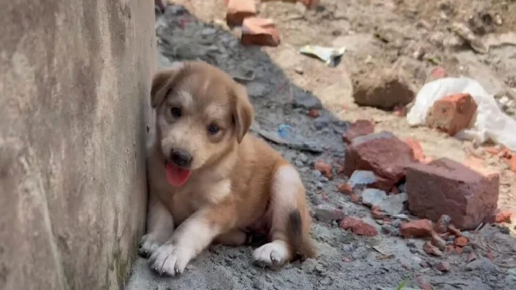 Olie un cagnolino che non aveva nessuna fiducia negli umani ed evitava il contatto