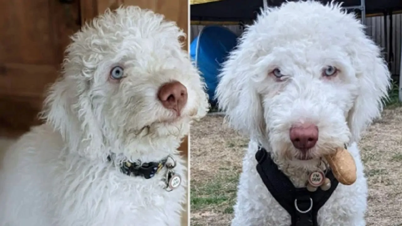 Scoprono solo dopo 7 mesi che il cagnolino adottato è sordo, ecco cosa decidono di fare i nuovi padroni