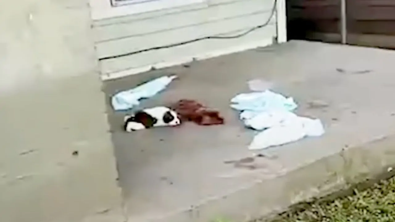 Cucciolo solo e ferito cerca disperatamente qualcuno che lo salvi, si arrampica su un porticato abbandonato in attesa di qualcuno che lo curi
