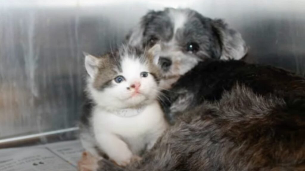 Cane randagio mette a rischio la sua vita scendendo in un ripidissimo burrone per salvare un gattino orfano