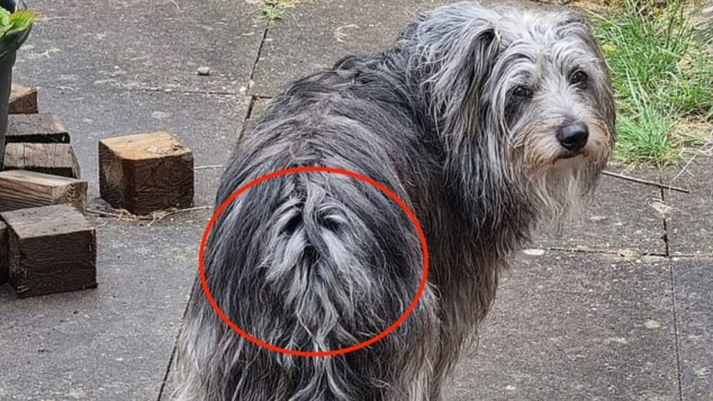 Il cane da due volti, cagnolino viene preso in giro perché sembra che abbia due facce, la seconda sul sedere