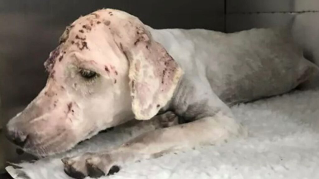 Cane terrorizzato e abbandonato con una grave ferita alla testa viene salvato e ha una seconda vita