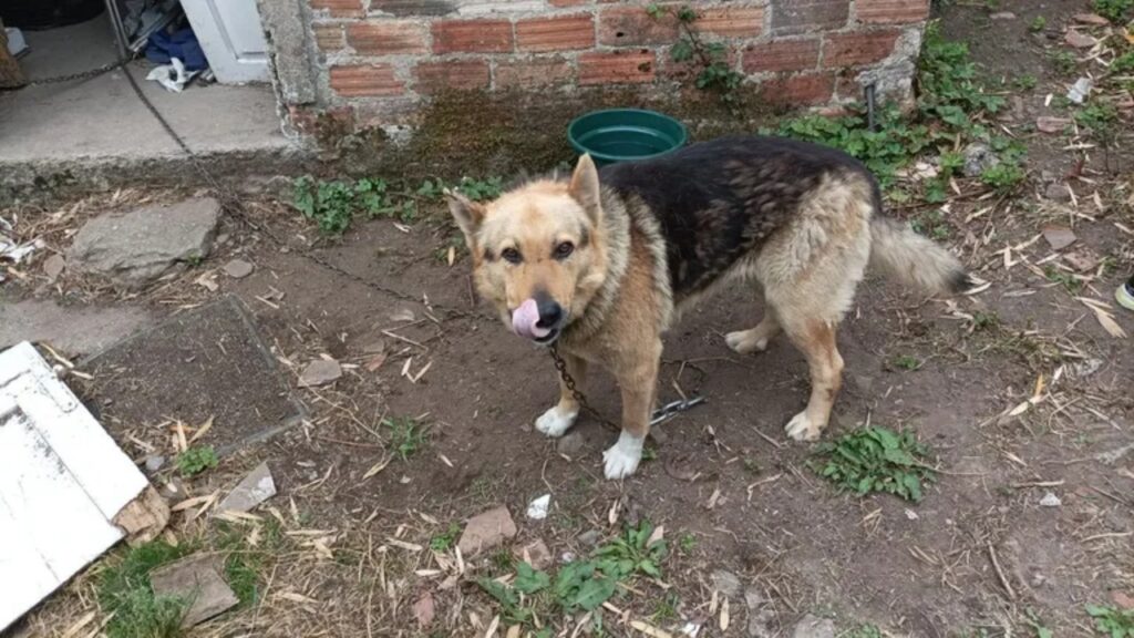 Una vita incatenato, cane limitato da una catena in uno spazio angusto di 5 metri per tutta la vita