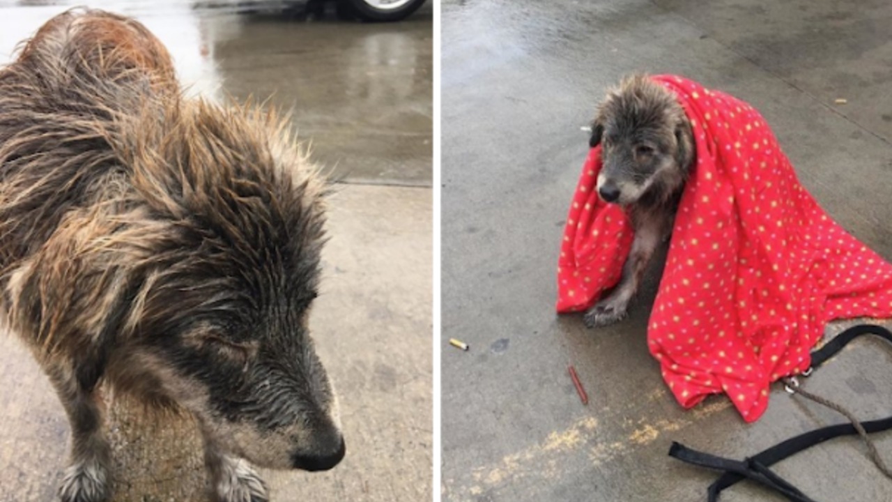 Cane abbandonato in un parcheggio di un supermercato è immobilizzato e tremante sotto un forte temporale, donna lo avvolge in una coperta