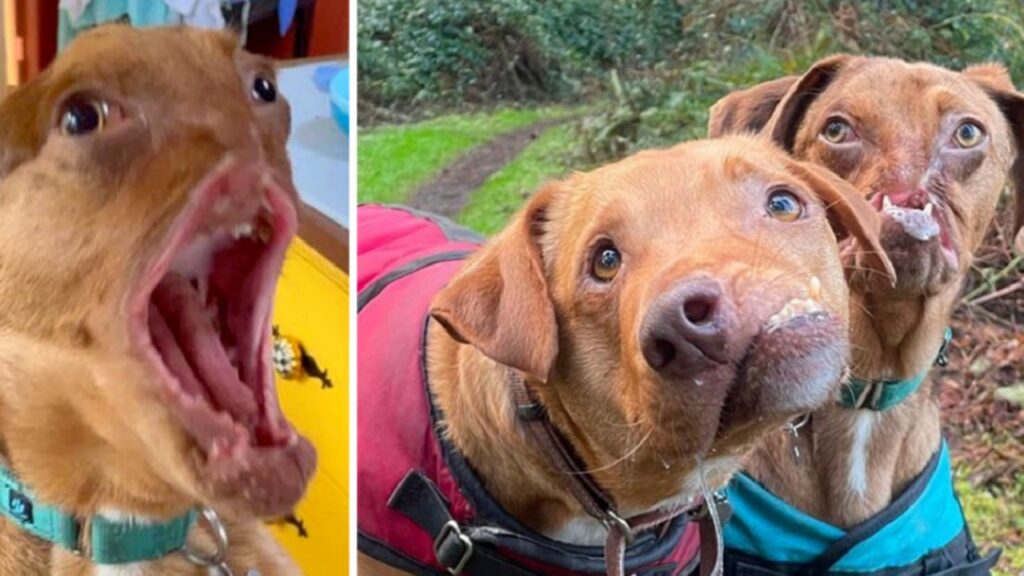 Due cagnolini hanno delle malformazioni facciali, stringono amicizia e diventato inseparabili