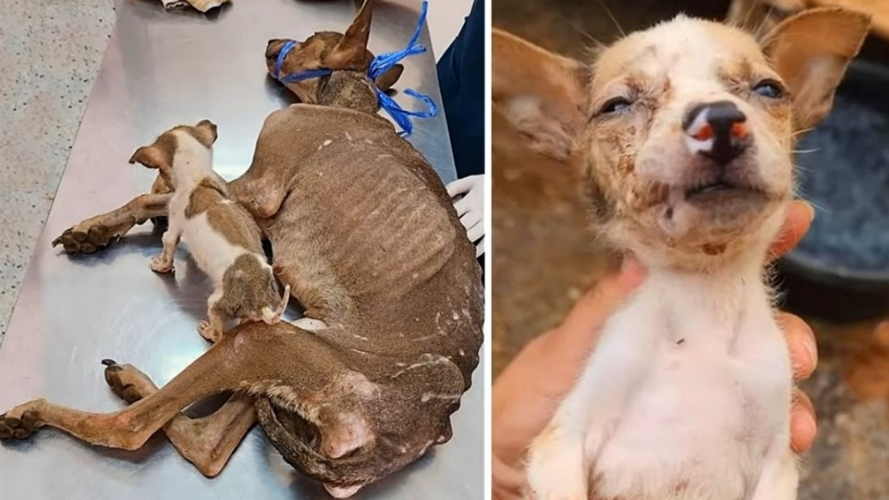 La vita difficilissima dei cani randagi, mamma e il suo cucciolo abbandonati per strada, ridotti a pelle e ossa senza che nessuno se ne interessava