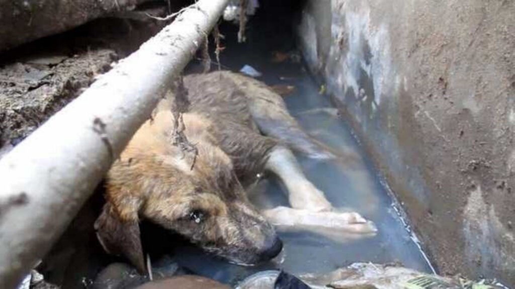 Cucciolo randagio non si sa come, finisce sotto una grondaia e non riesce più a liberarsi aveva riportato una grave ferita alla testa