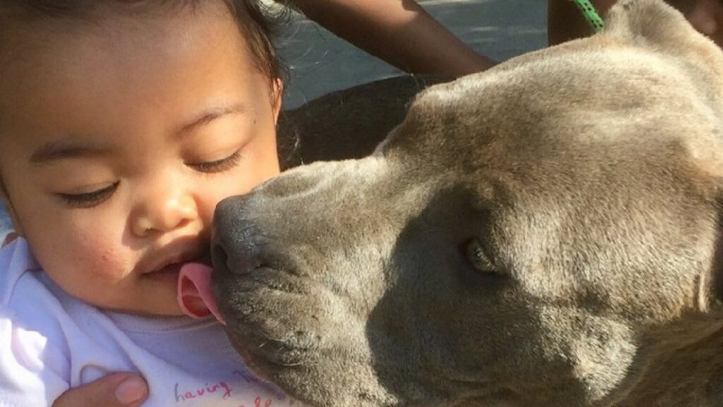 Il Pitbull Sasha non ci pensa un attimo a salvare la sua padroncina da un grosso incendio