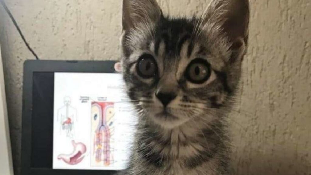 Ragazzina trova un gattino per strada e lo porta a casa, la madre le da due giorni di tempo per liberarsene
