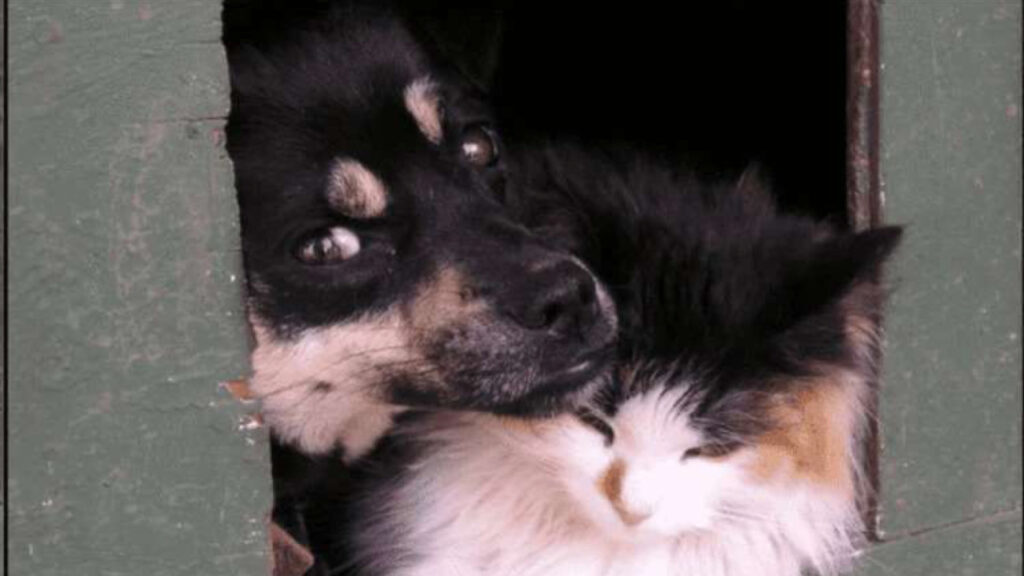 Un gatto e un cane abbandonati riesco a sopravvivere, grazie alla loro grande amicizia, a freddo e fame