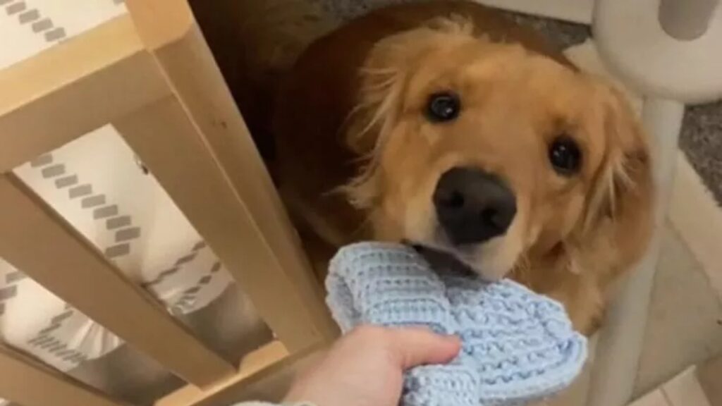 Golden Retriever non riesce a trattenere le lacrime quando si avvicina alla culla del piccolo umano di casa morto dopo pochi mesi di vita