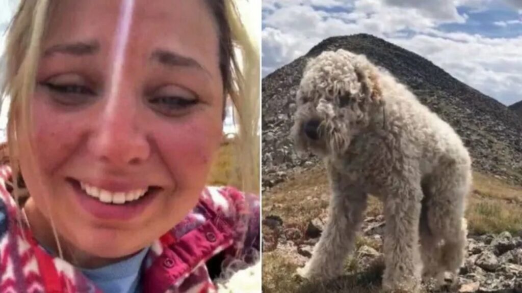 Dopo un tragico incidente d’auto, un cagnolino scompare, i padroni erano oramai rassegnati, quando all’improvviso l’amico a quattro zampe ricompare