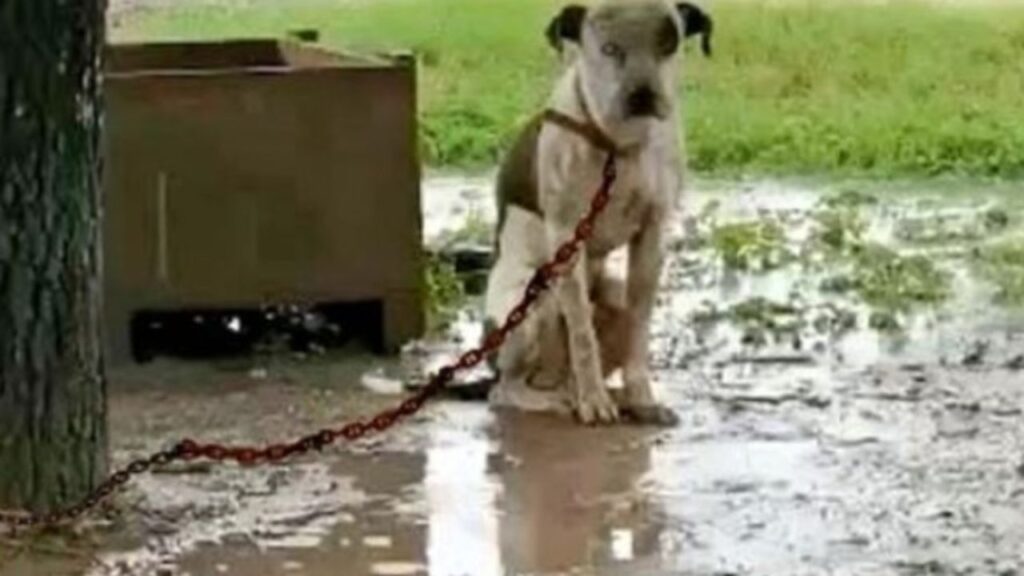 La commovente storia di Hank:, un dolce cagnolone lasciato legato sotto le intemperie