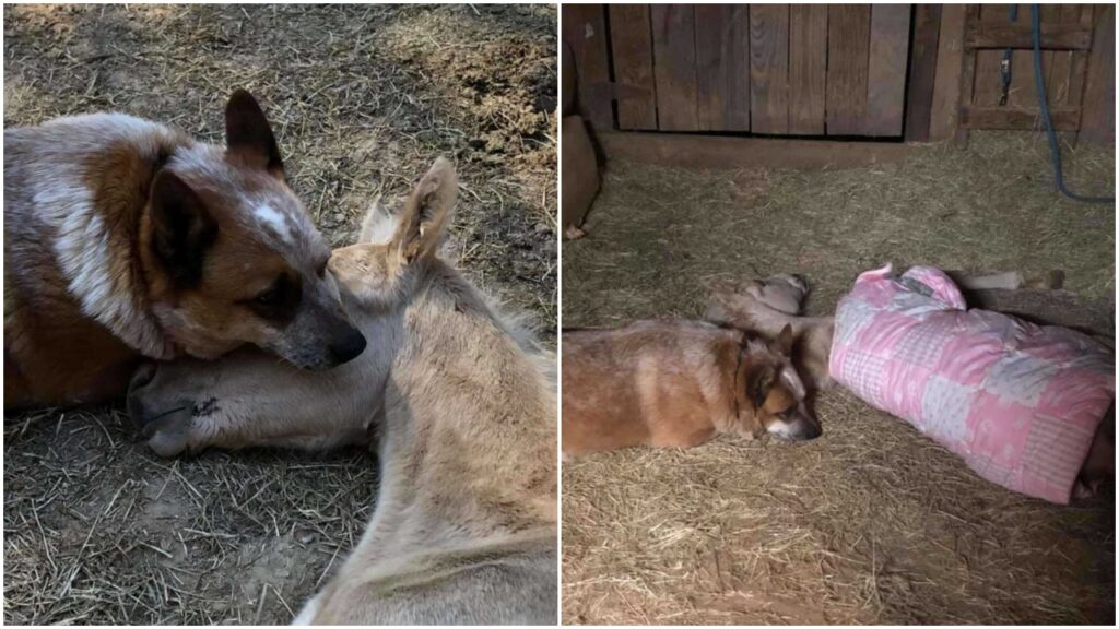 Pastore Australiano capisce che un puledro che ha perso la sua mamma ha bisogno d’amore e decide di prendersene cura