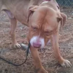 Non voleva il pitbull del figlio morto, poi Tank le ha salvato la vita