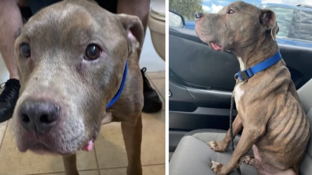 Perde il suo cagnolino durante una passeggiata nei boschi, lo ritrovara dopo 8 lunghi anni