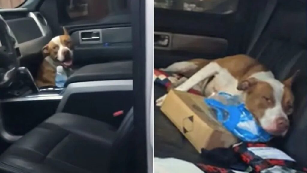 Pitbull randagio sfrutta l’ultima sua possibilità, salta su un’auto senza nessuno e riesce a trovare la famiglia che lo accudirà